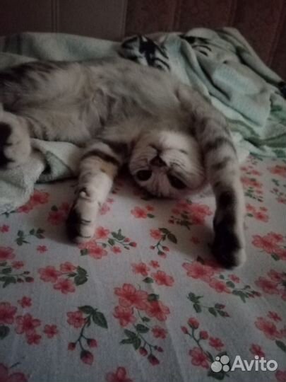 Кошка бесплатно