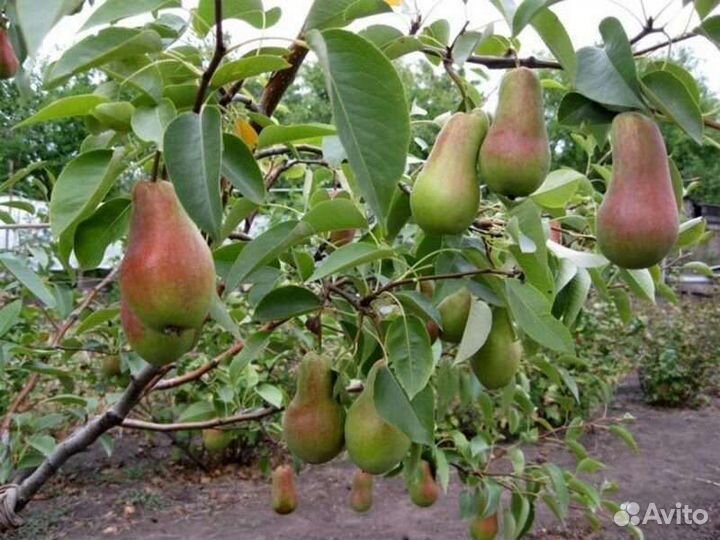 Груша осенняя Талгарская красавица