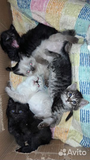 Котятки в добрые руки