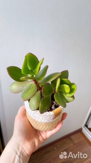 Крассула Овата Обликва (Толстянка Денежное дерево)