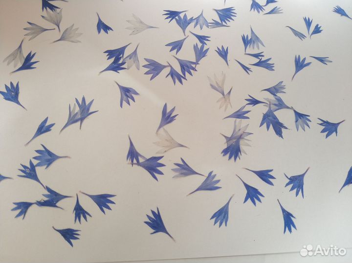 Васильки плоской сушки