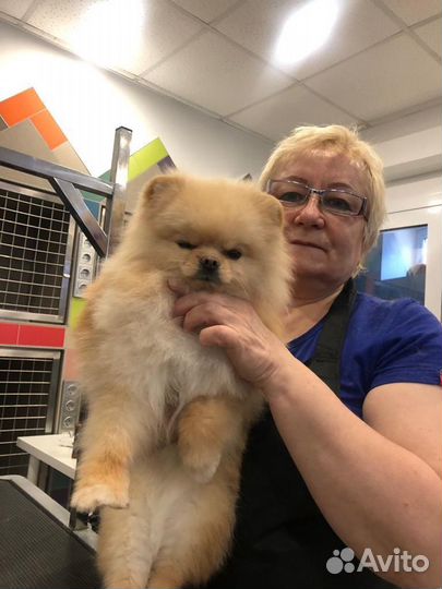 Стрижка животных на дому