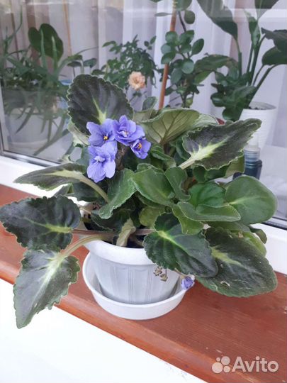 Фиалка в горшках