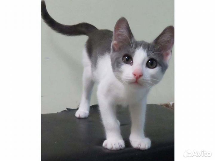 Аркаша ищет семью