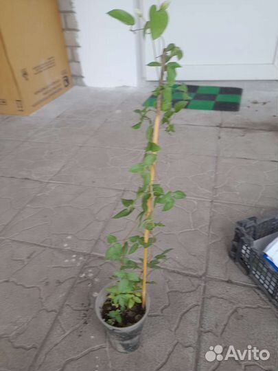 Клематис ‘Victoria’ (Виктория)