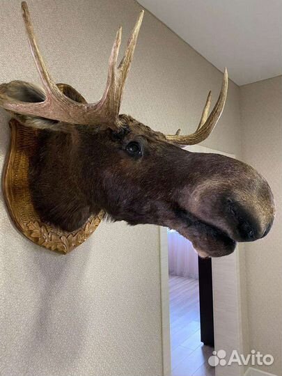 Чучело головы лося