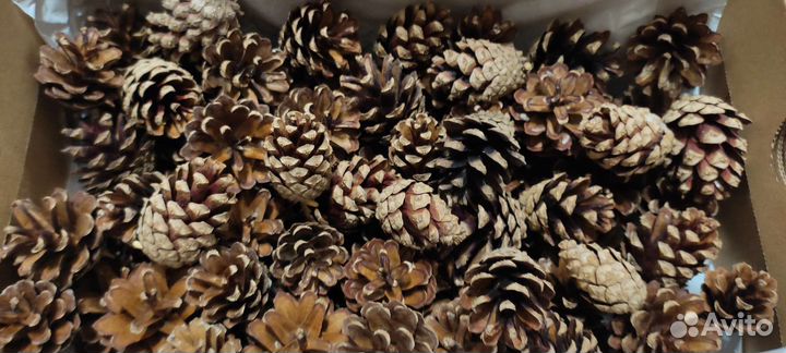 Шишки сосновые