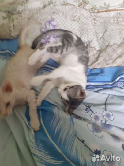 Котята в добрые руки бесплатно коты