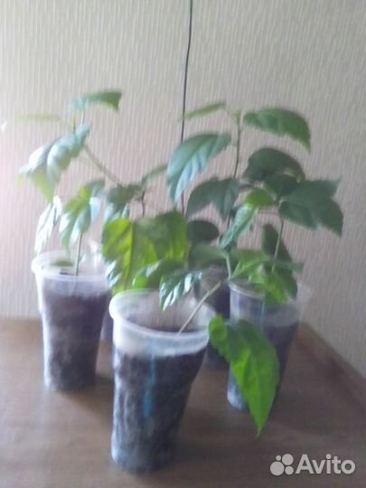 Гибискус махровый красный