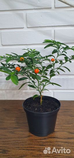 Комнатные цветы