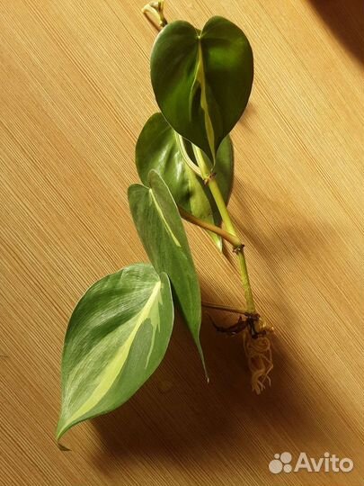 Филодендроны Рэд Эмеральд и Скандекс Бразил