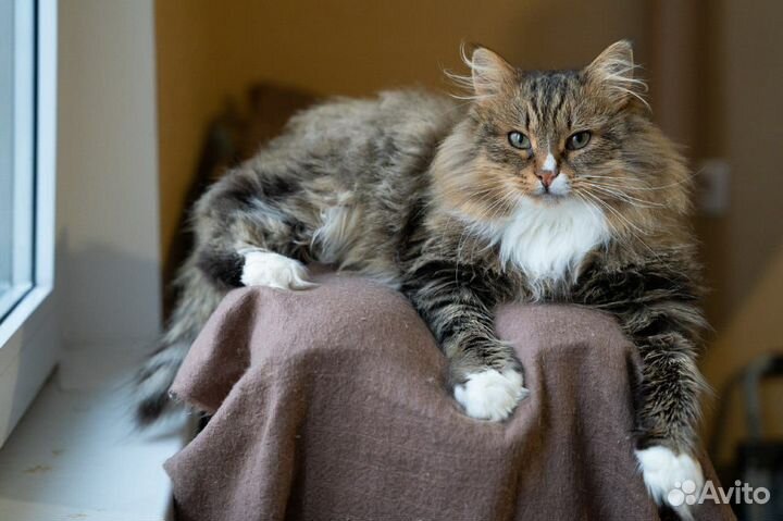 Сибирский кот