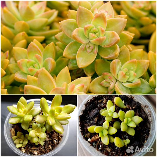 Седумы.Очитки. Суккуленты