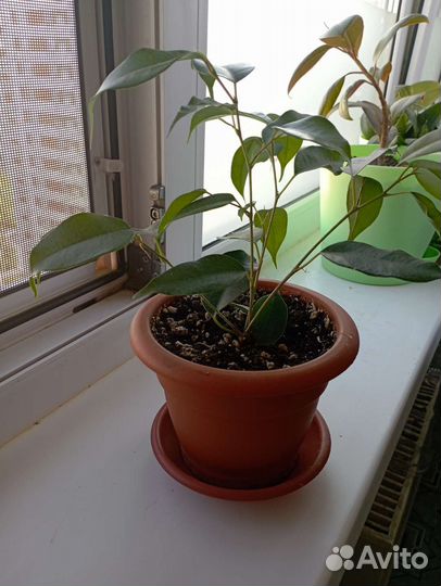 Комнатный цветок Фикус