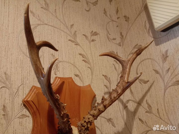 Рога косули