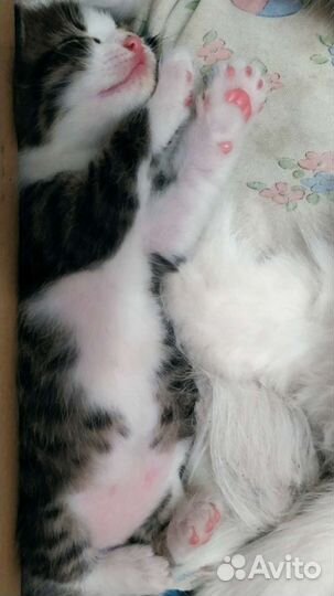 Котенок мальчик