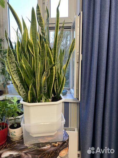 Сансевиерия