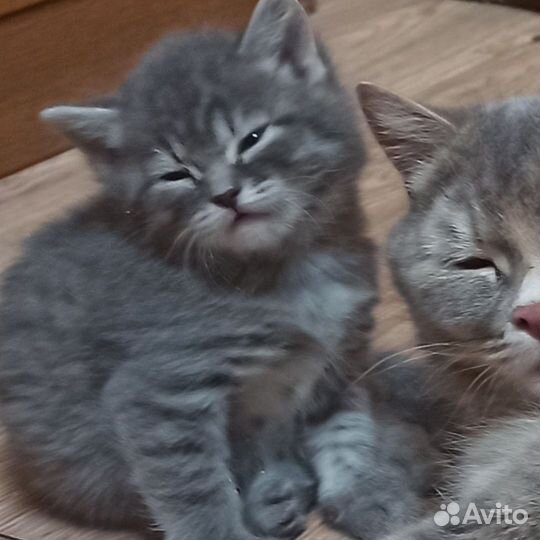 Кошка в дар бесплатно