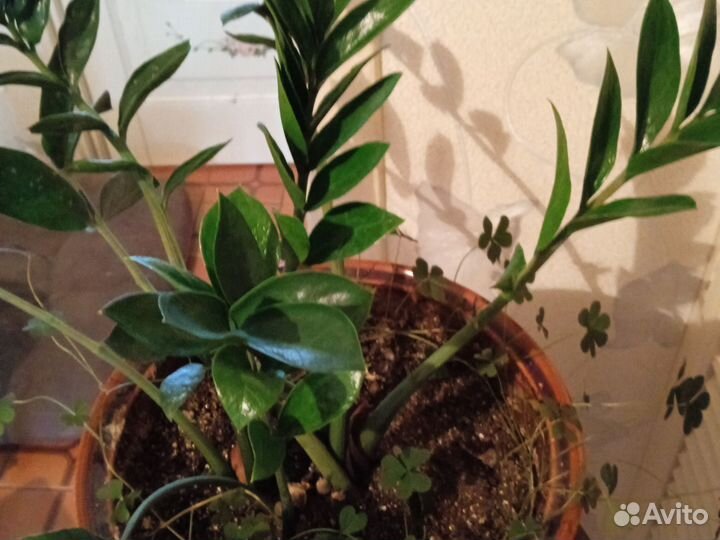 Эпифиллум молодой