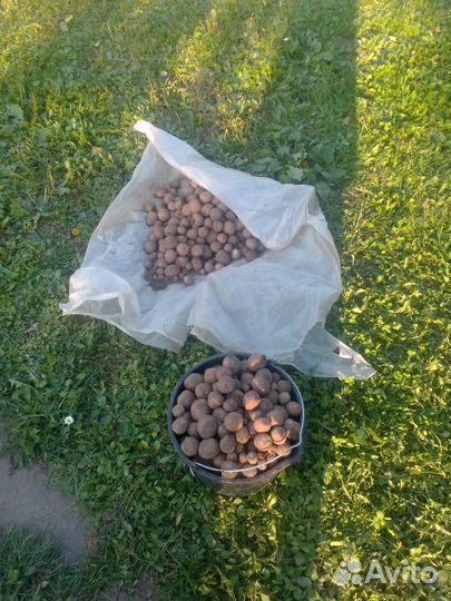 Картофель на корм скоту