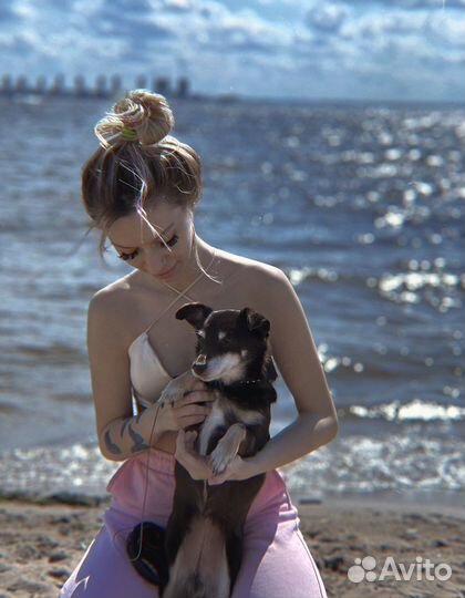 Выгул собак, передержка, зооняня