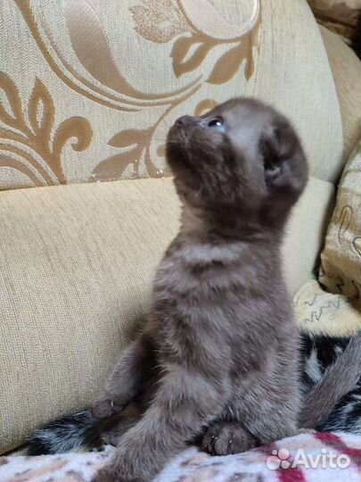 Шотландская вислоухая кошечка