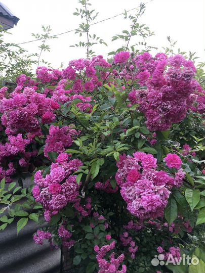 Роза плетистая сорт Вартбург