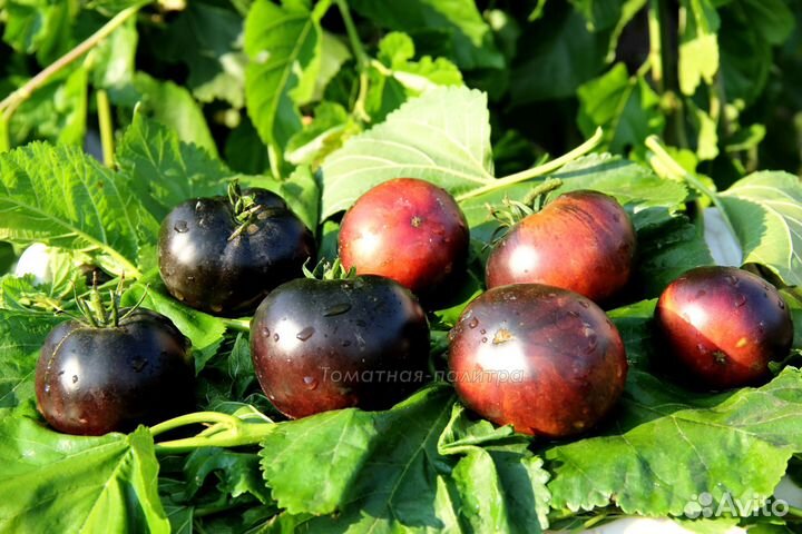 Рассада коллекционных томатов