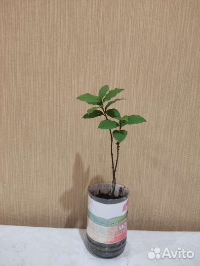 Лавр, фиалка,орхидея, пурпурная традисканция