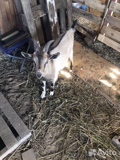 Козел,папа ламанча, мама альпочешка4,5мес