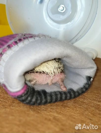 Тумба-витрина для животных (африканского ежа.)