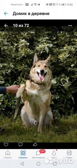 Собака из приюта в добрые руки