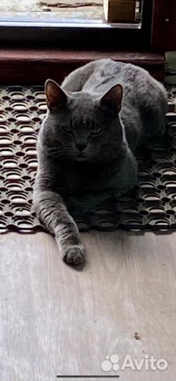 Британский кот