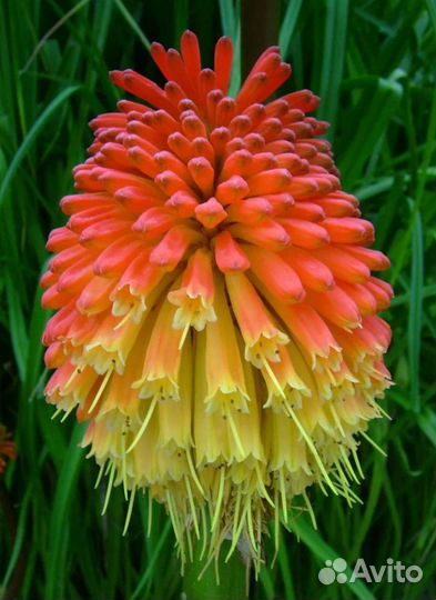 Книпхофия,флоксы,хоста,лилии,гортензии,астильба