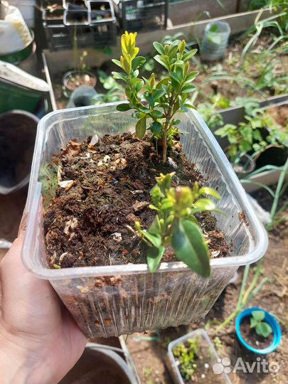 Саженцы самшита вечнозеленного, тархуна