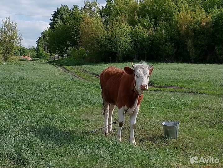 Телки сементалка