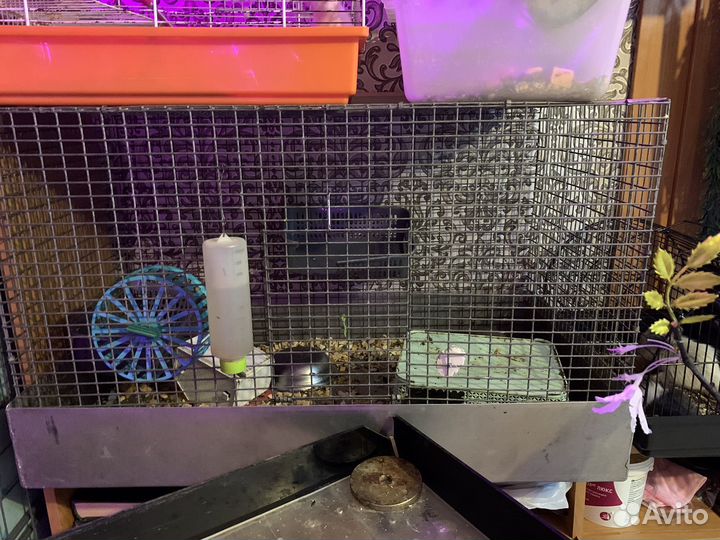 Клетка для грызунов большая