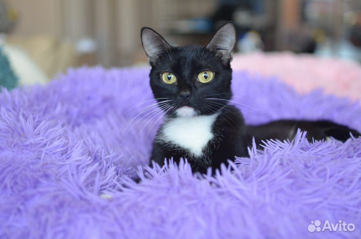 Просто Белль