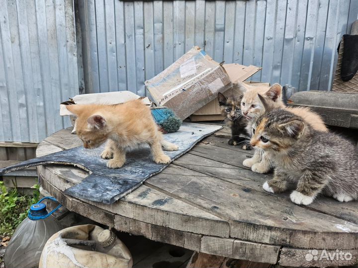 Котята в добрые руки бесплатно