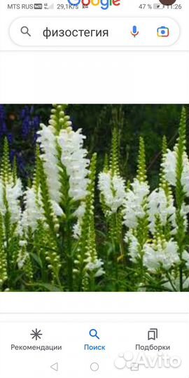 Физостегия