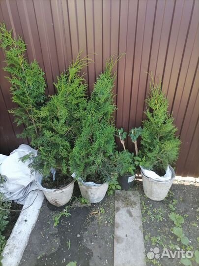 Туя смарагд