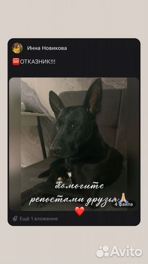 Бельгийская овчарка малинуа