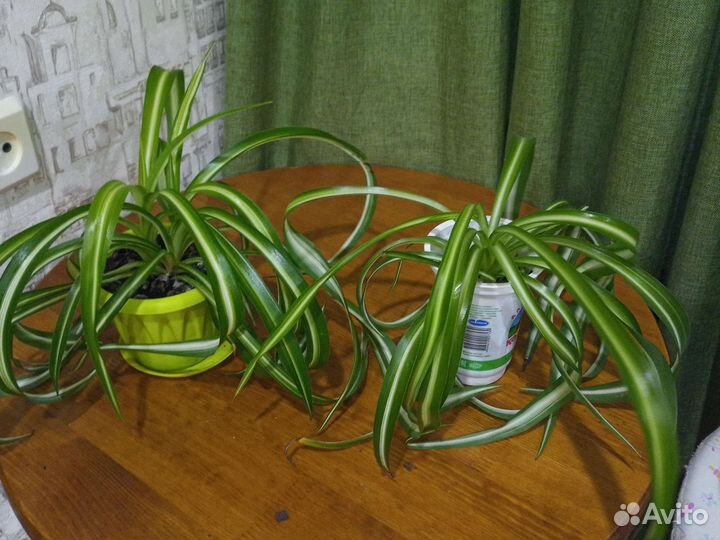 Хлорофитум кудрявый