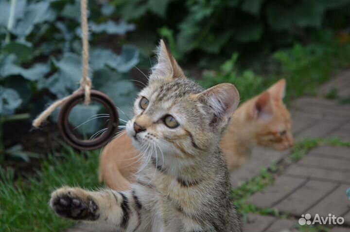 Котята отдам бесплатно