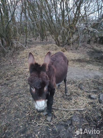 Продам осликов