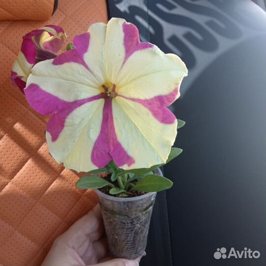 Рассада однолетних растений