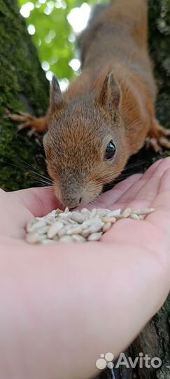 Передержка животных