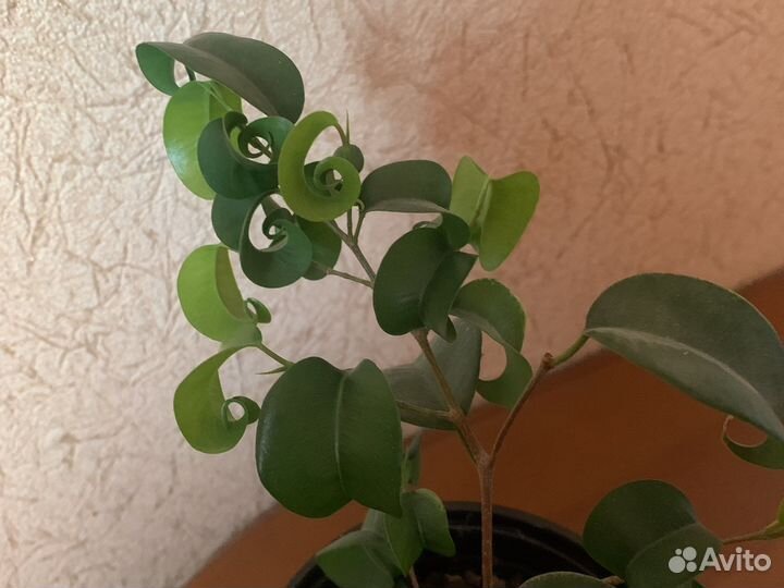 Фикус барокко