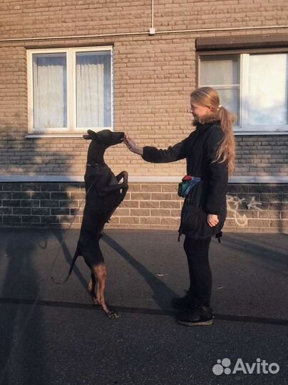 Передержка