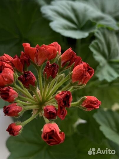 Пеларгония герань